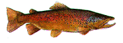 [Fish]