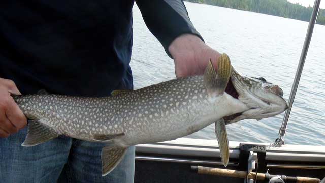 Pat's Lake Trout